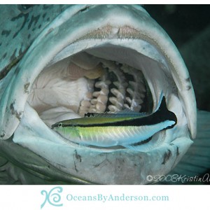 Potato cod with cleaner wrasse