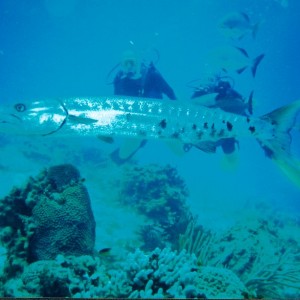 Cozumel diving