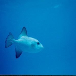 Cozumel diving