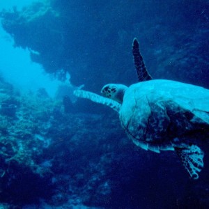 Cozumel diving