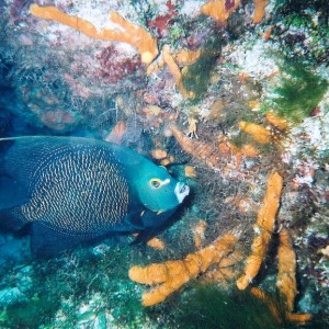 Cozumel Diving