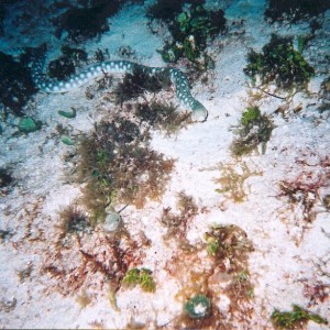 Cozumel Diving