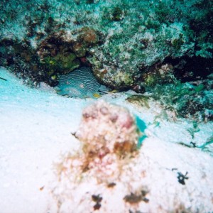 Cozumel Diving