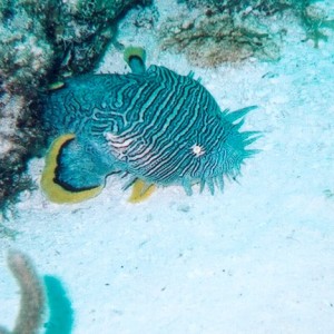 Cozumel Diving