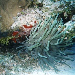 Cozumel Diving