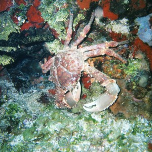 Cozumel Diving