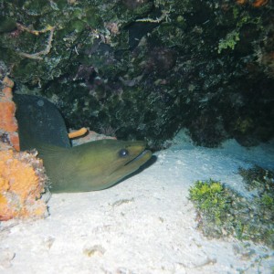 Cozumel Diving