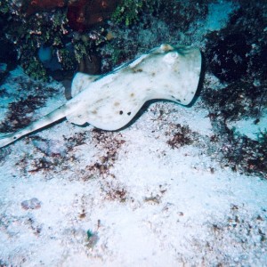 Cozumel Diving