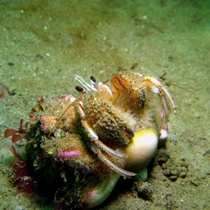 Blackeyed_Hermit_Crab_Pagurus_armatus_crop