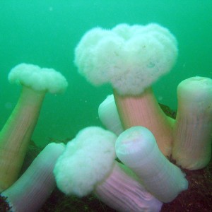 Metridium_Giant_Plumose_Anemone_Metridium_giganteum_