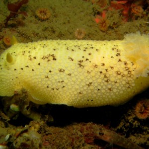 Sea_Lemon_Peltodoris_nobilis_