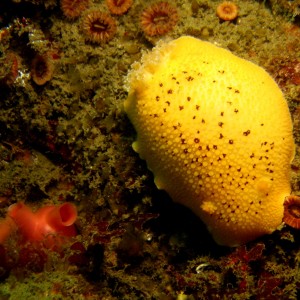 Sea_Lemon_Peltodoris_nobilis_with_a_Piddock_crop