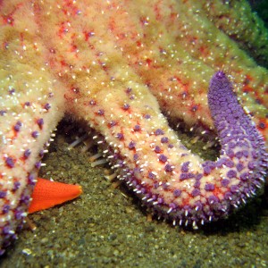 Sunflower_Star_pycnopodia_helianthoides_close_up