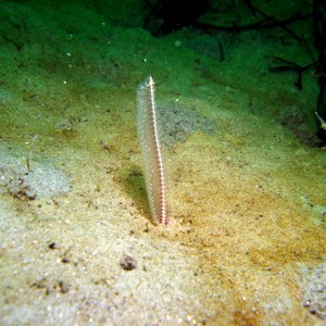 White_Sea_Pen_Stylatula_elogata_1_