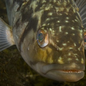 sea_bass_bestdiveCalifornia_sharpened