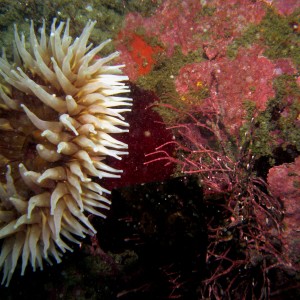 2nd of the two underwater photos I attempted. It was all lined up and then