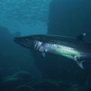 Cero mackrel in Dominica