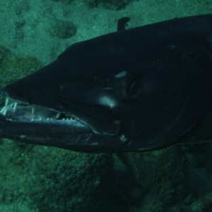 diving in Dominica