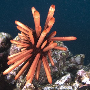 Pencil Urchin