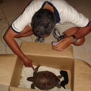 another saved turtle