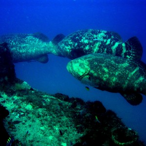 Goliath Grouper at the Mizpah