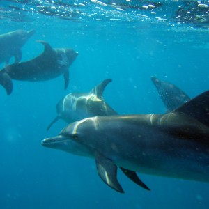 DOLPHINS4