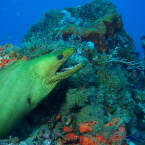 Green Moray North Double Ledges