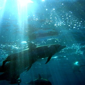 Spotted Dolphins