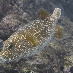 large puffer