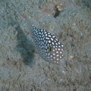 puffer 4