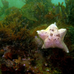 Bat Star, Strawberry Anemone