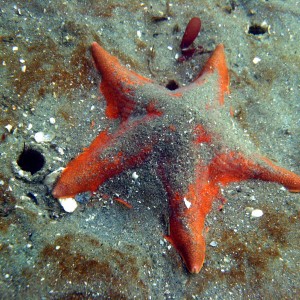 Bat Star in Sand