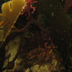 Kelp Holdfast and a Northern Kelp Crab (top leftish)