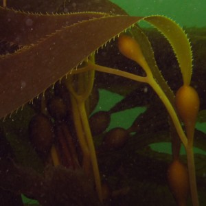 Kelp Strands