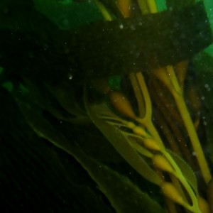 Kelp Strands