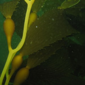 Kelp Strands