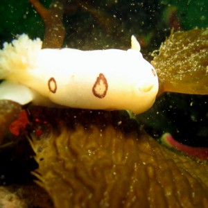 San Diego Dorid (Diaulula Sandiegensis)