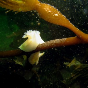 San Diego Dorid (Diaulula Sandiegensis)