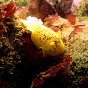 Sea Lemon (Peltodoris Nobilis)