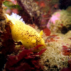 Sea Lemon (Peltodoris Nobilis)