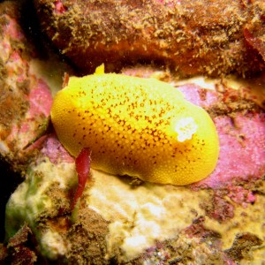 Sea Lemon (Peltodoris Nobilis)