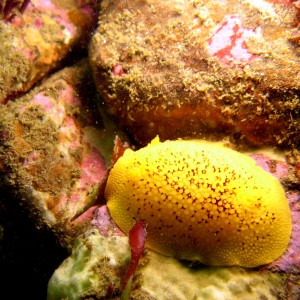 Sea Lemon (Peltodoris Nobilis)