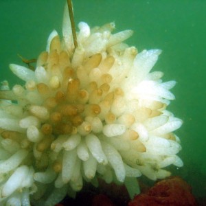 Squid_Eggs1