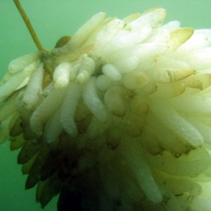 Squid_Eggs_1_