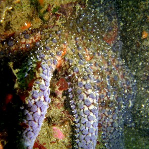 Sunflower_Star_pycnopodia_helianthoides_in_a_crevice