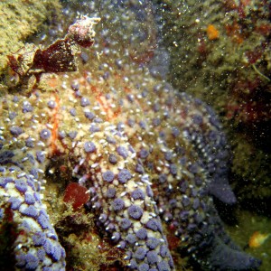 Sunflower_Star_pycnopodia_helianthoides_in_a_crevice_1_