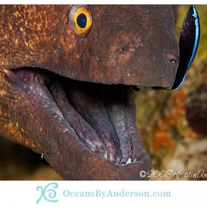 Moray with cleaner wrasse