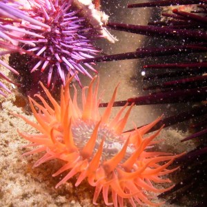 Sea Anemone