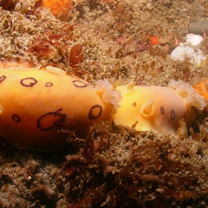 Nudibranch