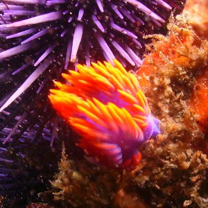 Nudibranch